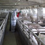 pork processing facility