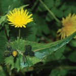 Annual sow thistle has just been identified as glyphosate
resistant in the U.S.