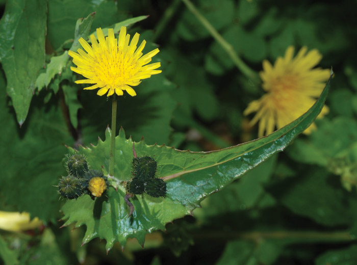 Annual sow thistle has just been identified as glyphosate  resistant in the U.S.