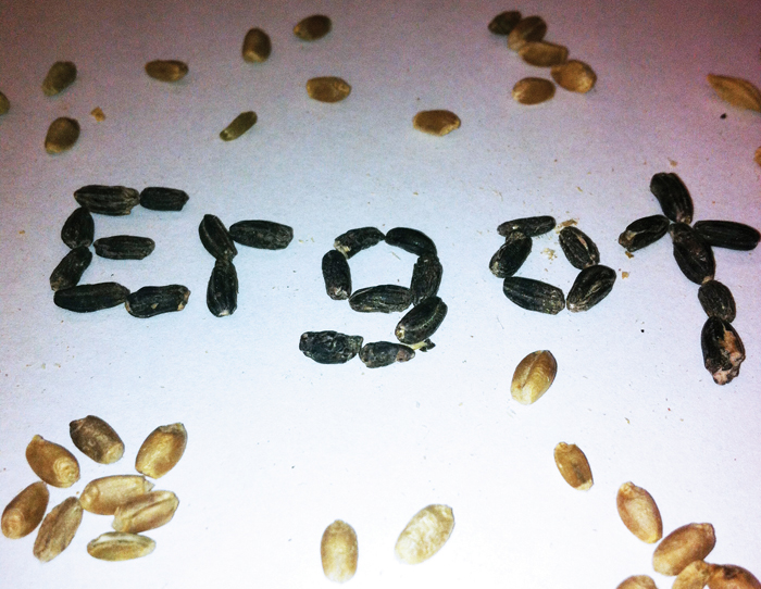 black, ergot-infected cereal grains spelling the word "ergot"