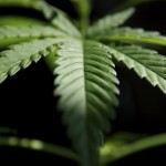 hemp leaf