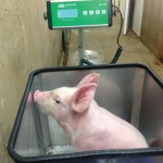 The ‘EZ Tub’ is a low-cost scale built onto a lightweight base that is easily transportable and washable.