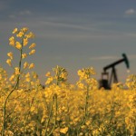 canola field and oil derrick in background