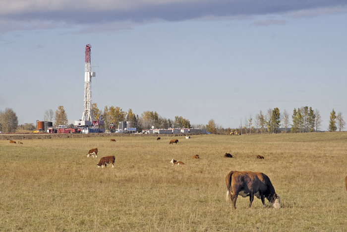 Oil’s steep fall — and the resulting drop in the dollar — has big implications for  Alberta agriculture.