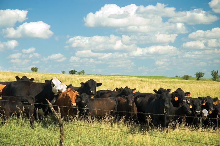 cattle in a pasture