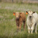 two calves in a pasture
