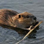 beaver swimming in a stream
