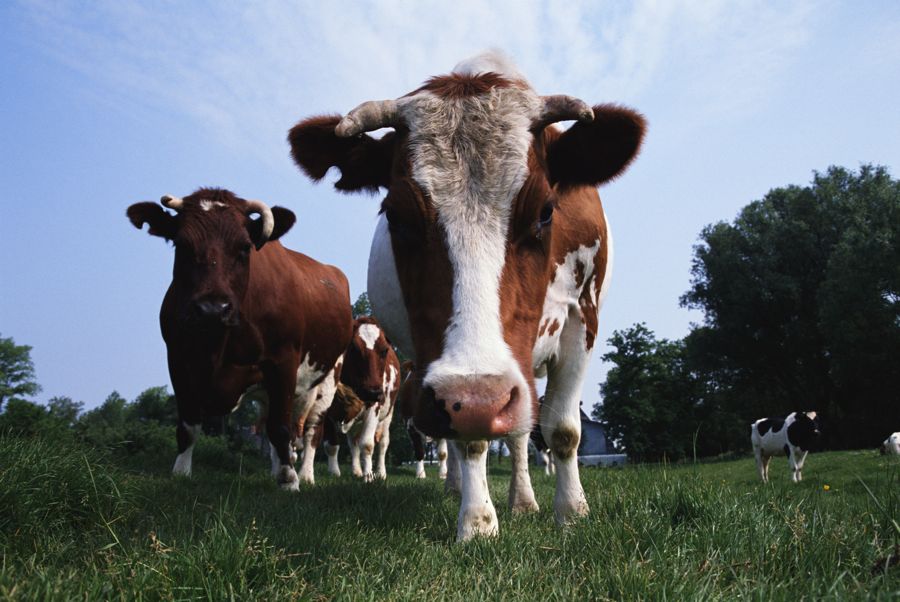 cattle