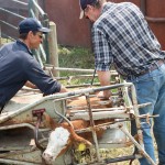 Hot branding causes more acute pain, but freeze branding can only be done on dark-coloured cattle and is more difficult to do properly.