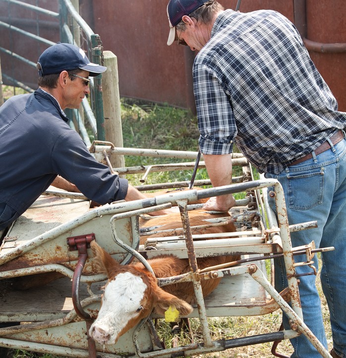 branding a cow