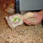 feeding a young chicken