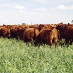 cattle grazing