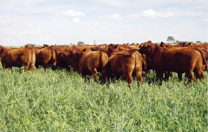 cattle grazing