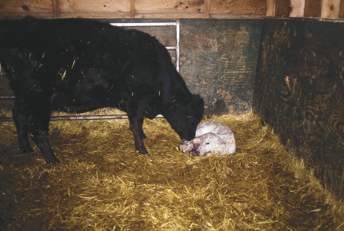 calf and mother cow in barn stall