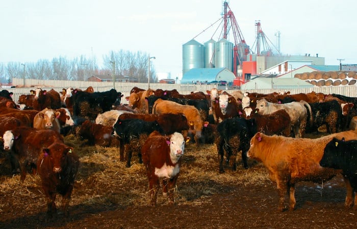 cattle in a feedlot
