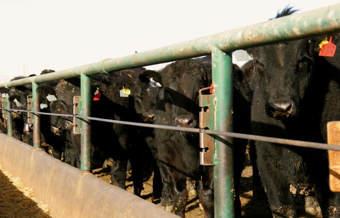 cattle in a feedlot