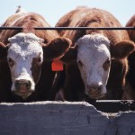 Whether upgrading or building a new handling system, the biggest factor to keep in mind is flow of the animals.