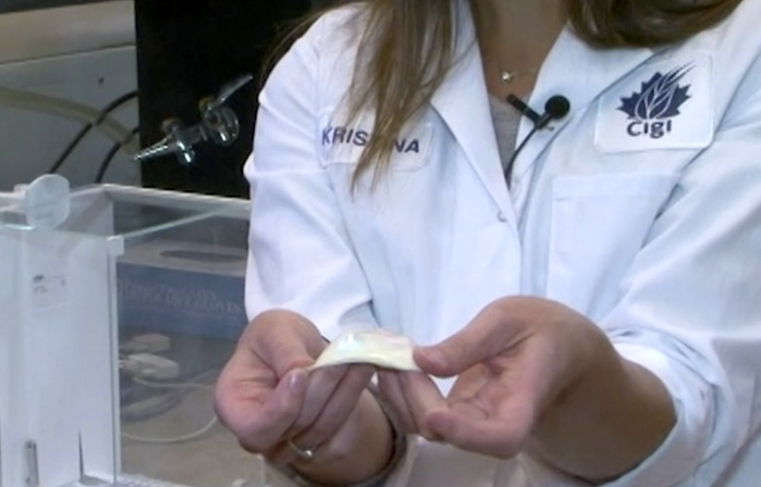 testing gluten strength