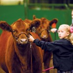 The Prospect Steer and Heifer Show gives youth a chance to develop their showmanship abilities.