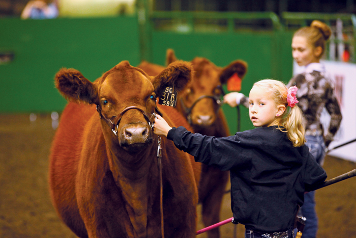 The Prospect Steer and Heifer Show gives youth a chance to develop their showmanship abilities.
