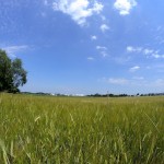 pasture land