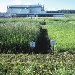 Test plots at the Alberta Newsprint Company plant. The plot on the left had an application of five centimetres of sludge and the one on the right had one centimetre of sludge applied.