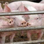 Use of antimicrobials in livestock is under increasing scrutiny, and experts say new restrictions
and regulations are coming.