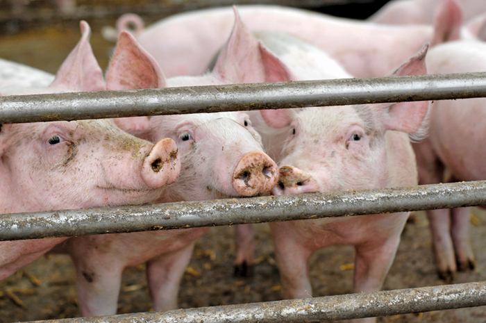 pigs