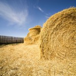 The horse industry will buy bigger bales as a last resort, but horse owners prefer sizes that are easier to move around.