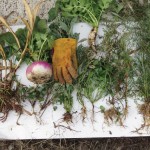 The rule in creating cocktail cover crops is: The more diversity in the roots and leaves, the better. Shown in this photo are sorghum/sudangrass, millet, turnip, hairy vetch, soybeans, crimson clover, berseem clover, greenfix peas, faba beans, and tillage radish.