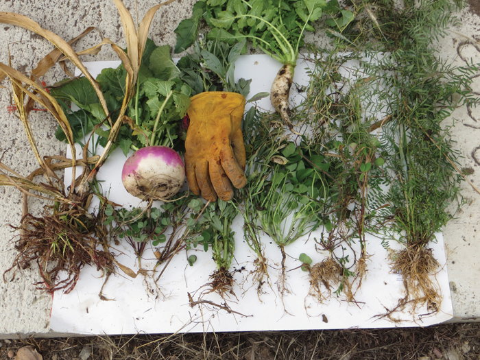 mix of cover crop examples