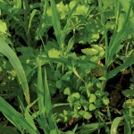 a blend of cover crops