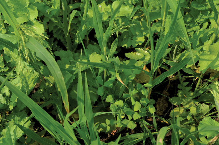 a blend of cover crops