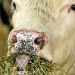 cow eating alfalfa