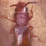 Rusty grain beetles are attracted by heated grain. Upon hatching, larvae will feed on the germ of the kernel.