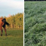A south-facing hill that is nutrient deprived, and the same hill after a few years of manure from rolling feed out.