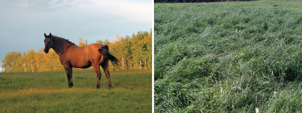 horse and grasses
