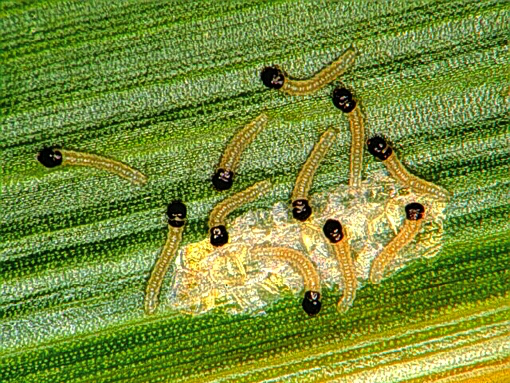 European corn borer larvae