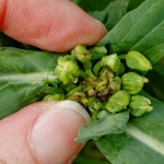 Swede midge larvae on a plant.