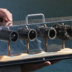 These samples, collected at Lake Mead in Nevada, show the growth of quagga mussels on a pipe after two, four, and six months.