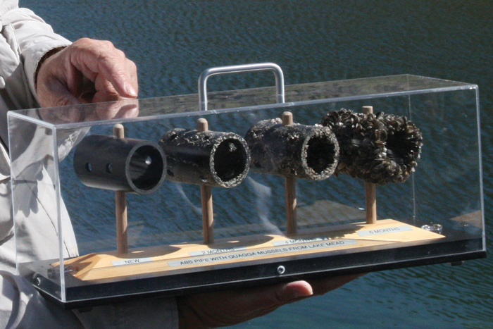 mussell samples on display