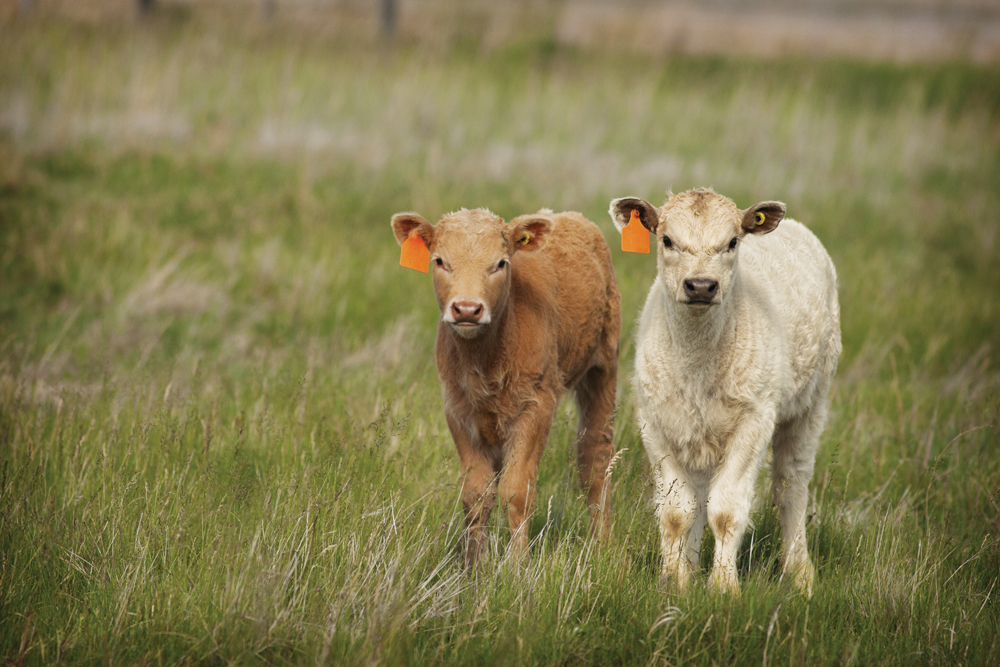 calves in a pasture