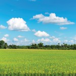 farm field and a blue sky