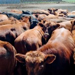 cattle grouped together on a pasture