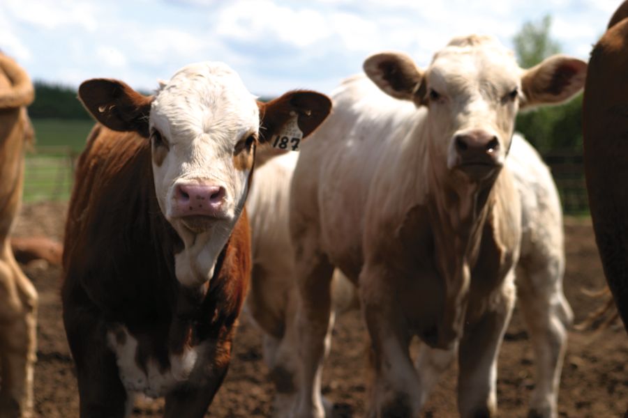 calves in a pasture