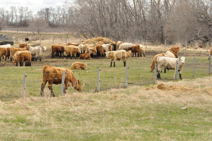 cattle herd on a pasture