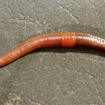 Only six species of invasive earthworms have been found in northern Alberta forests — including one “fairly common” species called Dendrobaena octaedra that, at two to six centimetres long, is smaller than most other earthworms.
