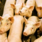 group of pigs
