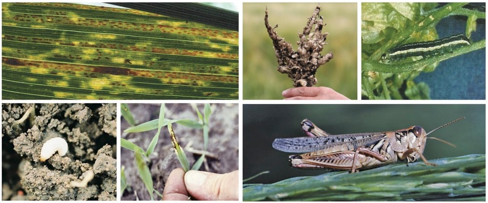 variety of crop insects and diseases