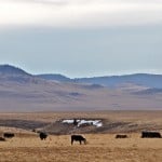 cattle grazing on dry pasture